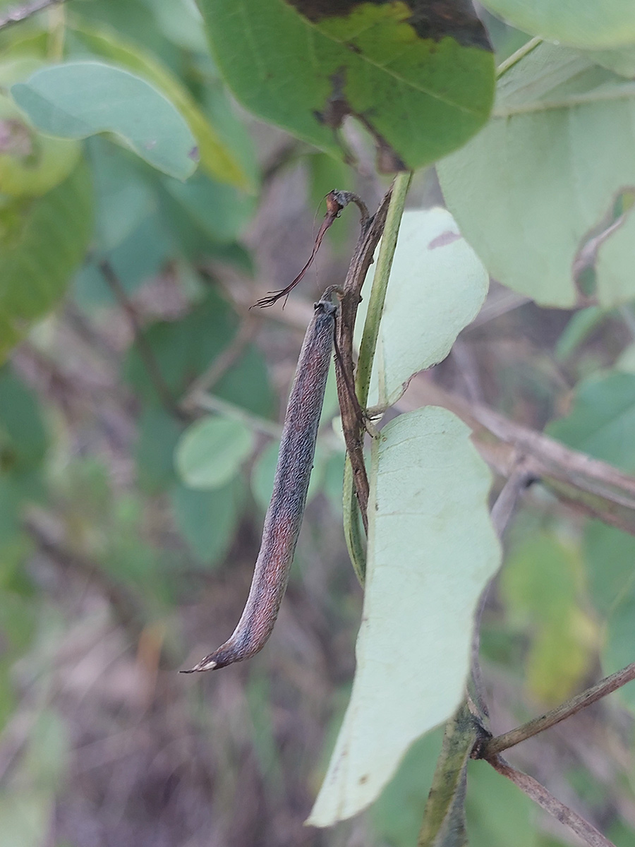 Indigofera garckeana Indigofera garckeana