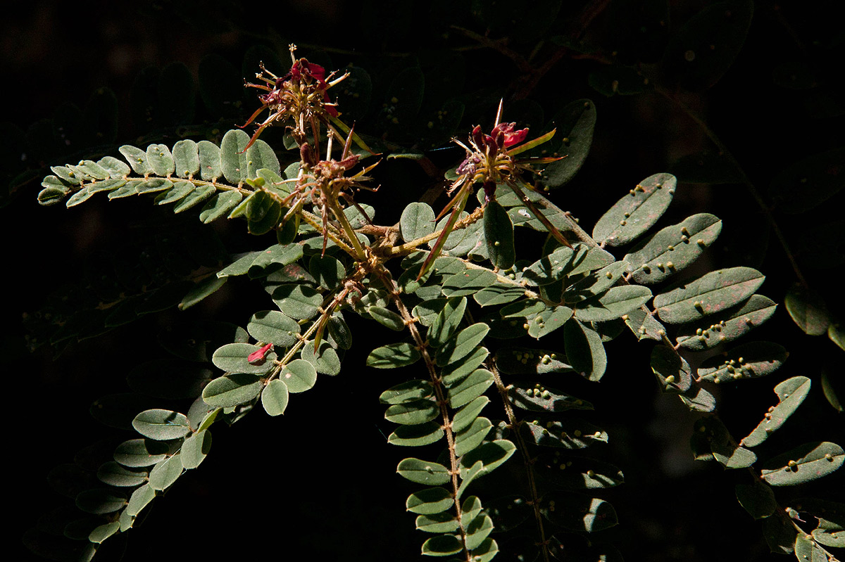 Indigofera lyallii subsp. lyallii Indigofera lyallii subsp. lyallii