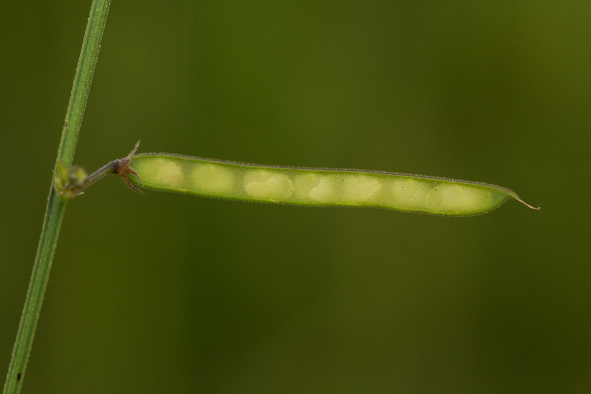 Tephrosia purpurea subsp. leptostachya