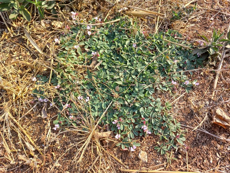 Tephrosia radicans