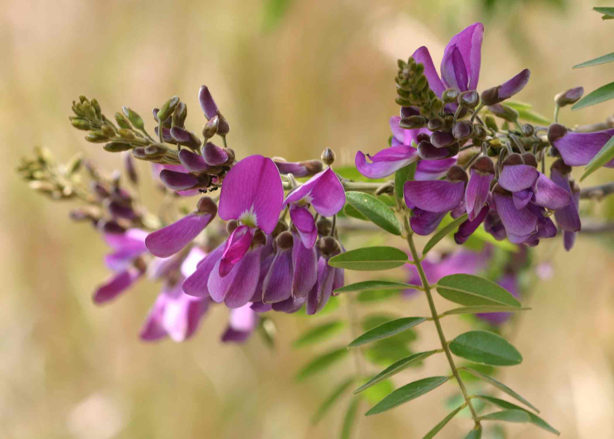 Mundulea sericea
