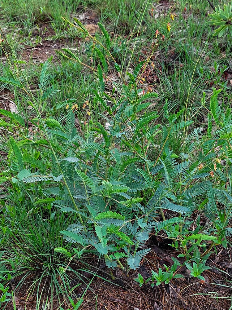 Aeschynomene nyassana