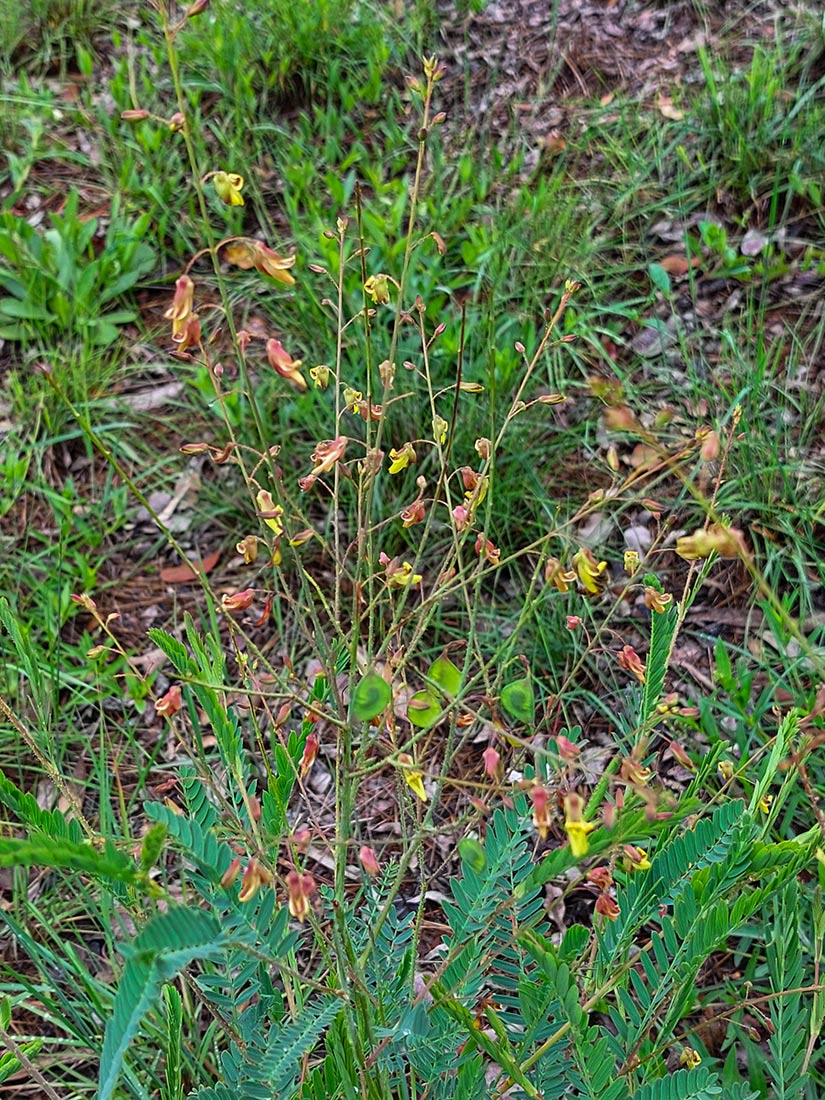 Aeschynomene nyassana