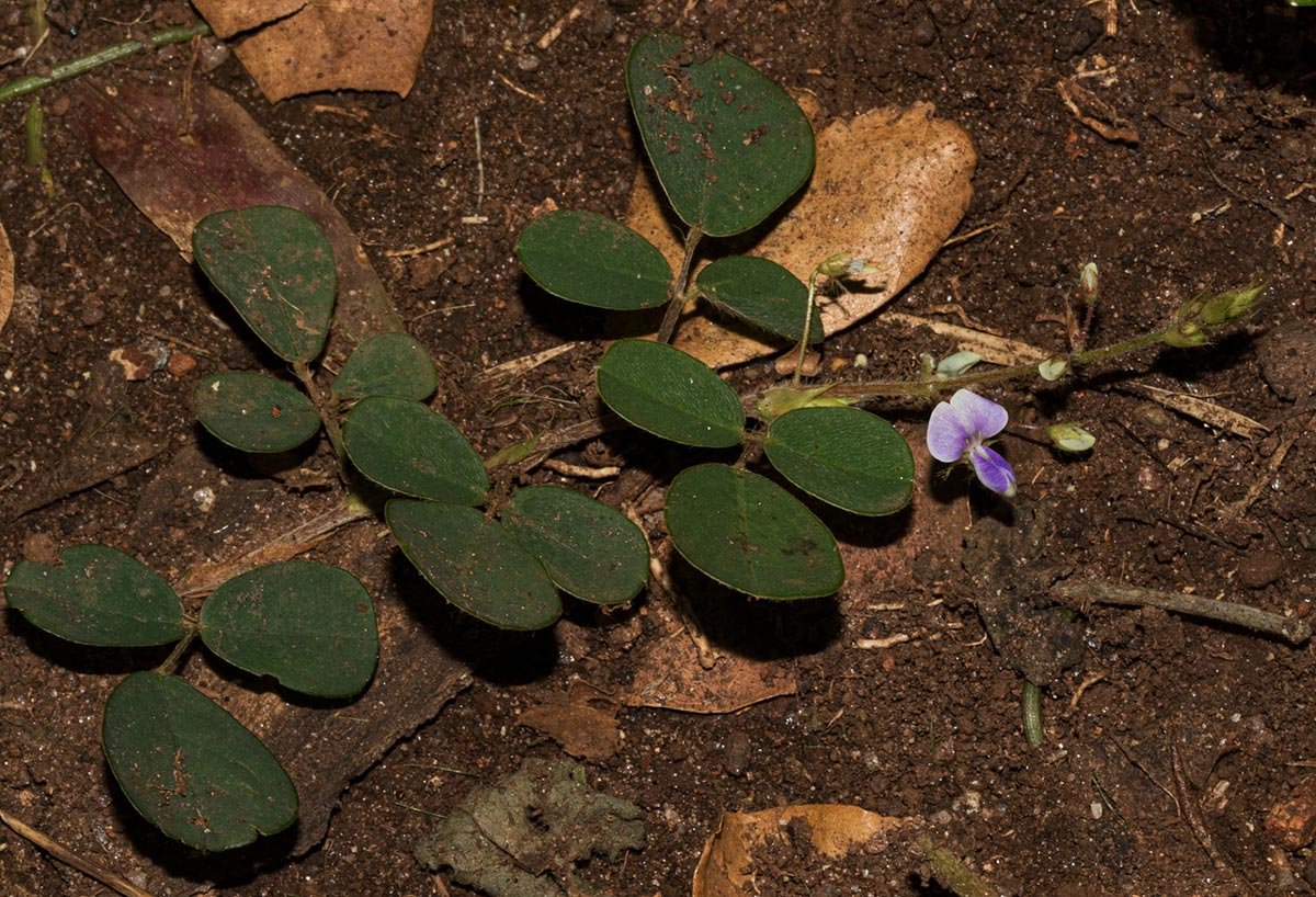 Grona adscendens Grona adscendens