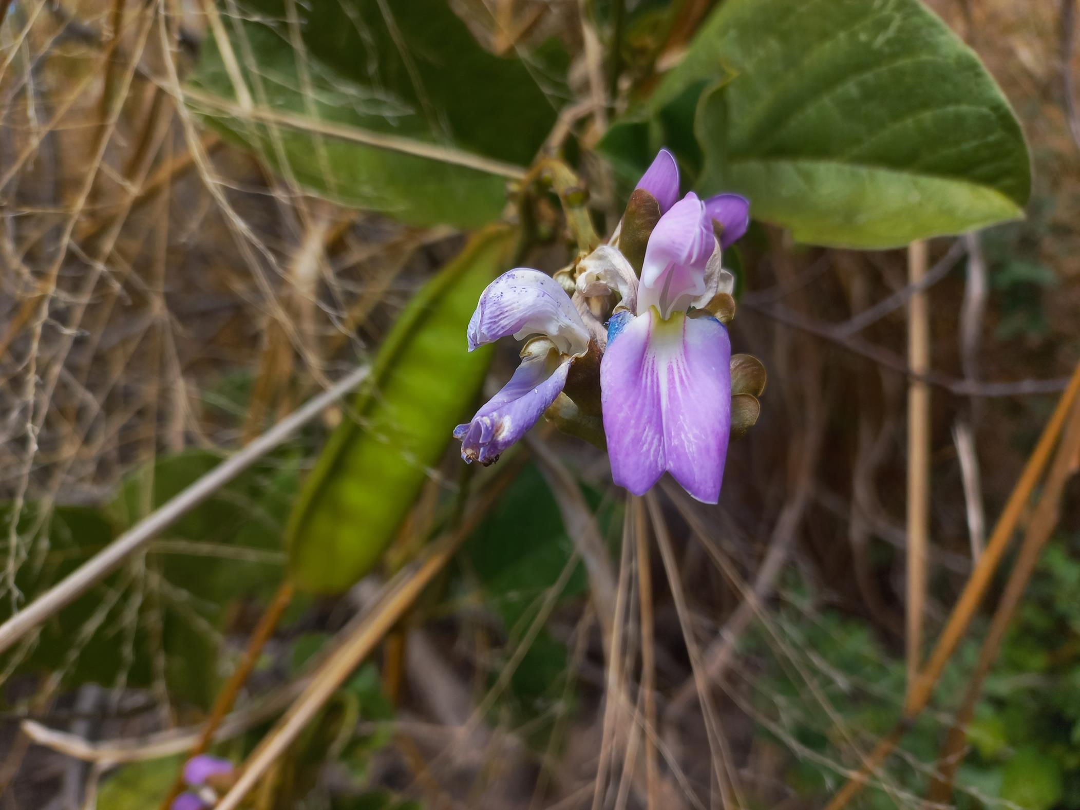 Canavalia africana