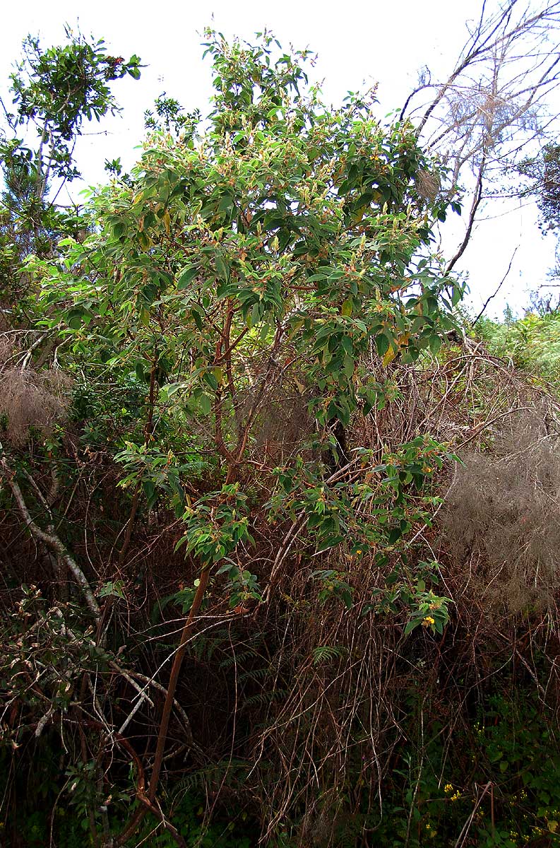 Rhynchosia clivorum subsp. pycnantha