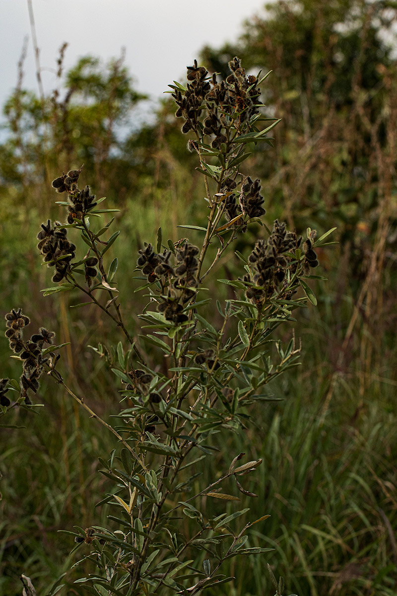 Eriosema psoraleoides