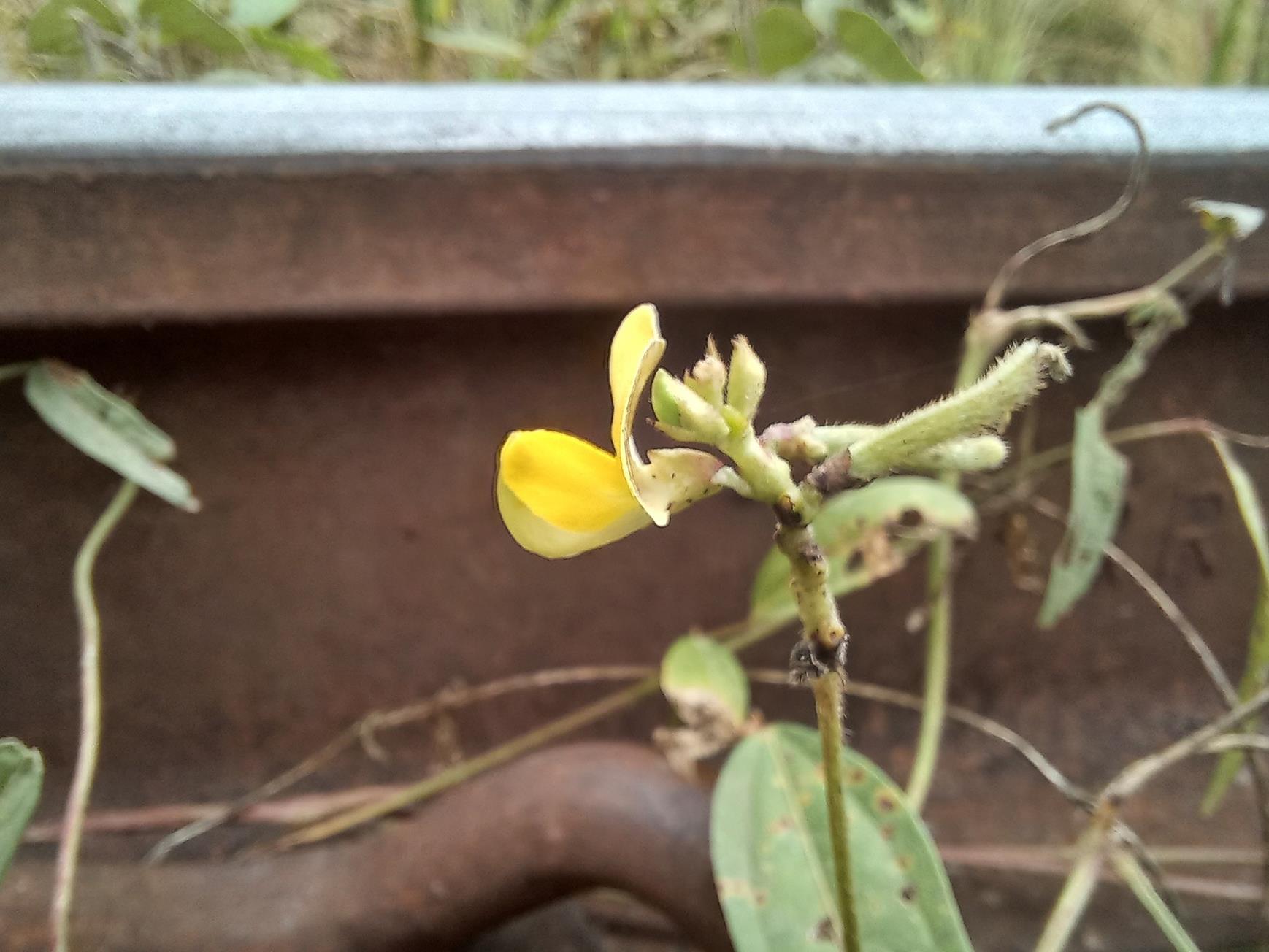 Vigna oblongifolia var. oblongifolia