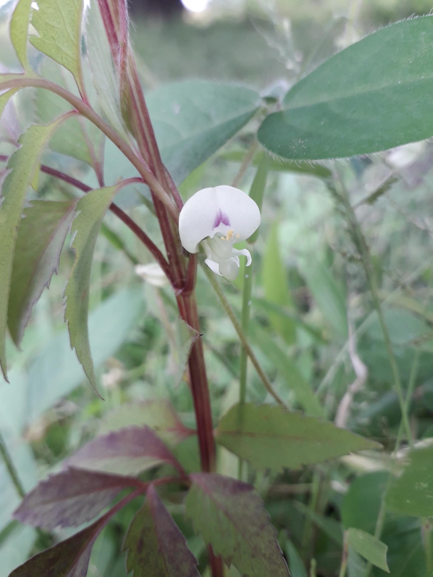 Macrotyloma daltonii