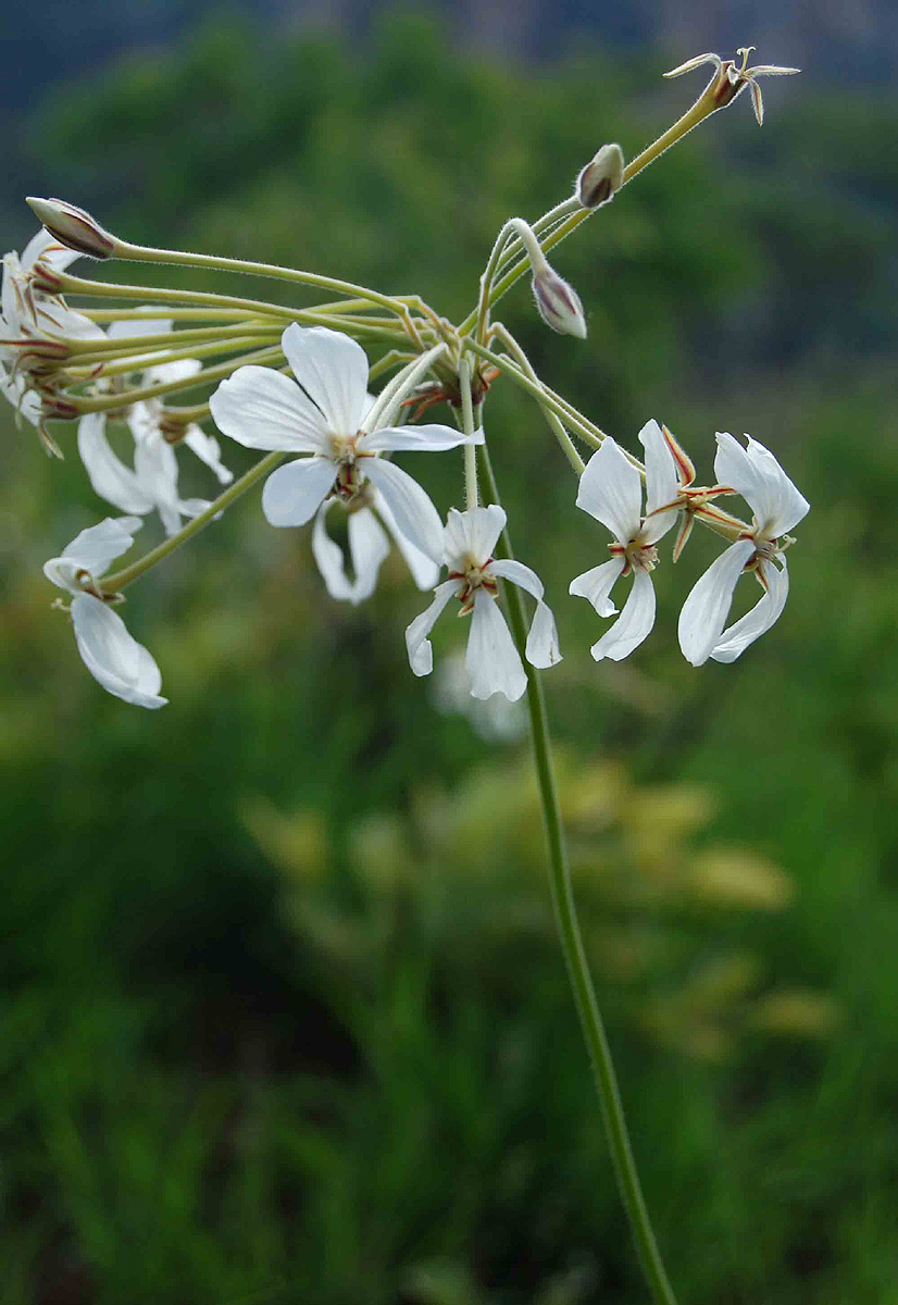 Pelargonium luridum