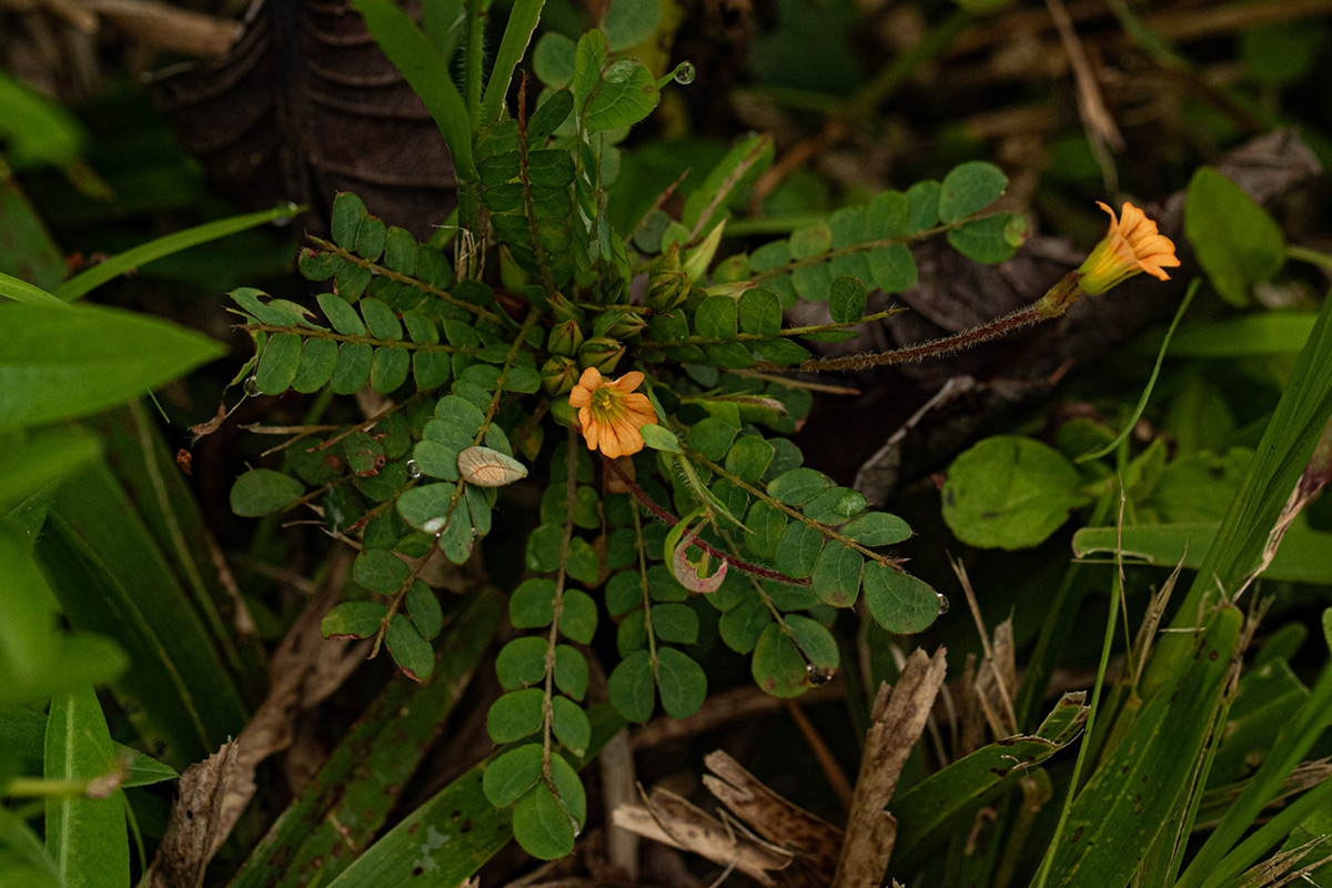 Biophytum umbraculum