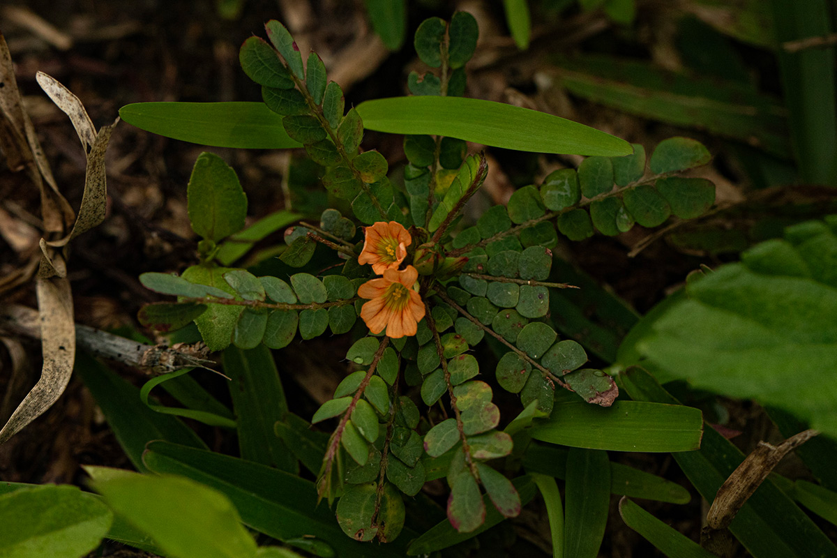 Biophytum umbraculum