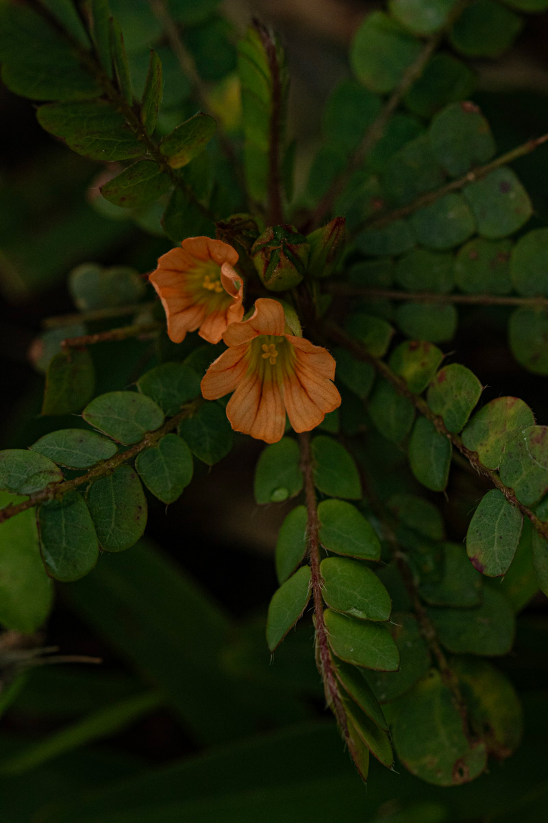 Biophytum umbraculum