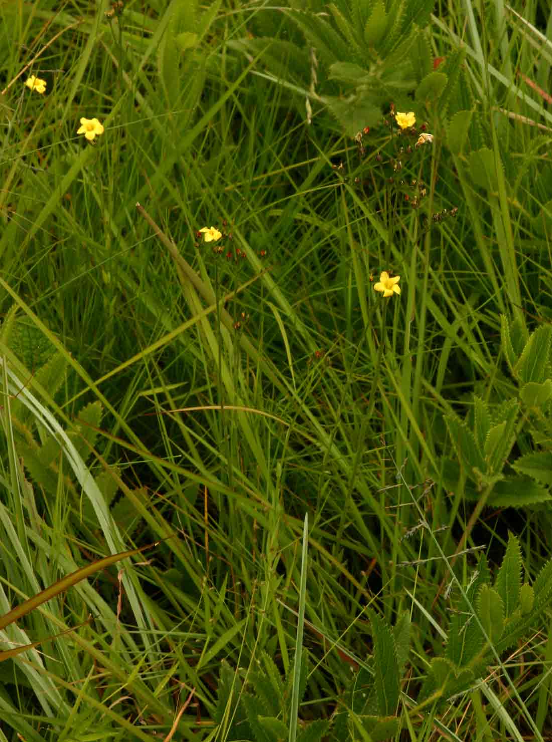 Linum thunbergii