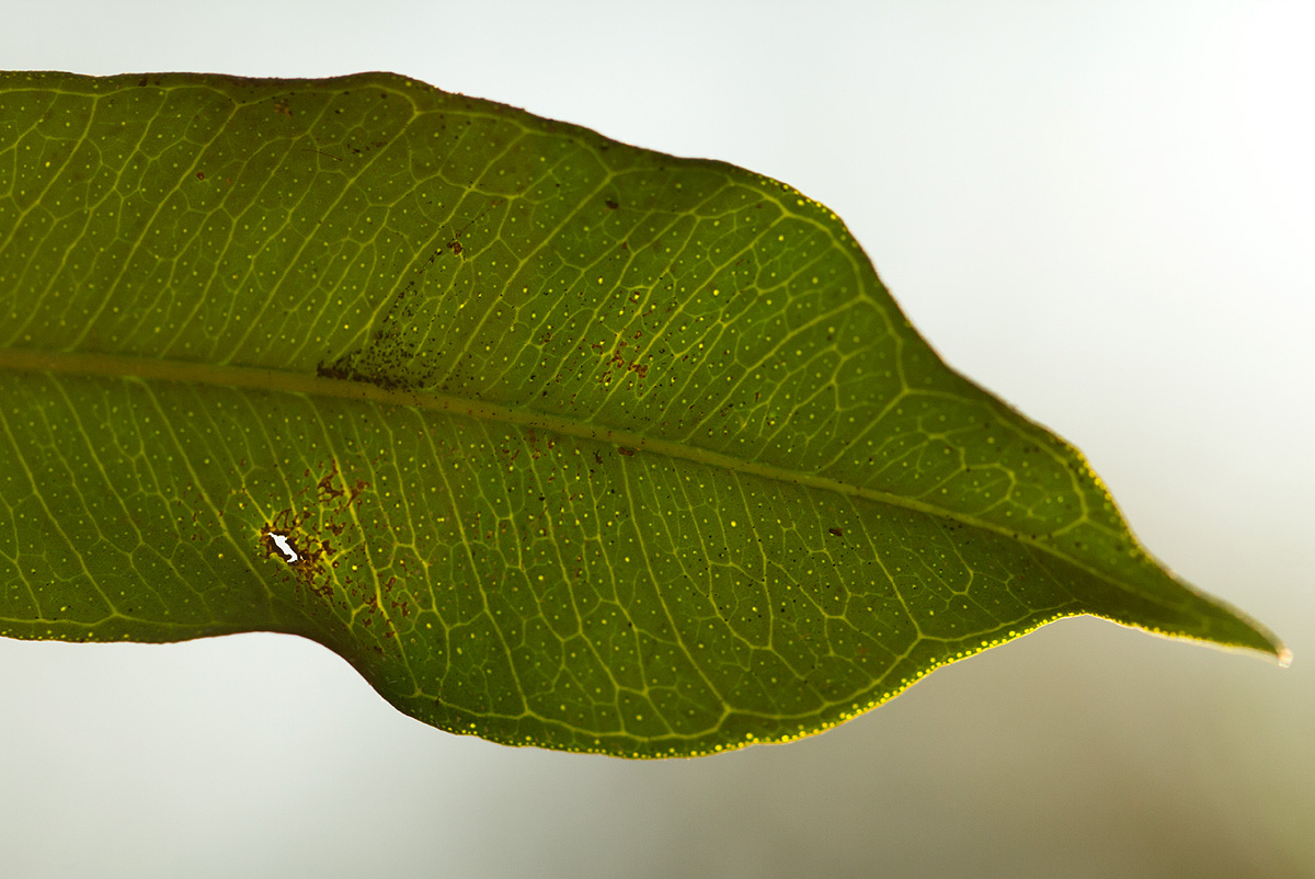 Vepris myrei