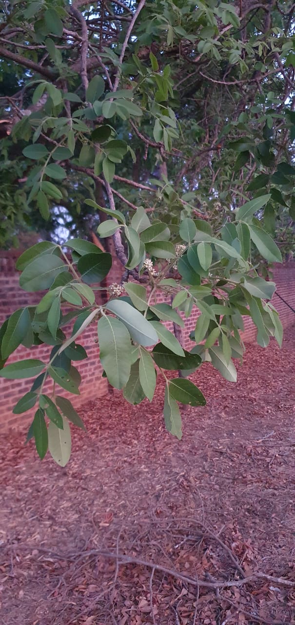 Ekebergia benguelensis