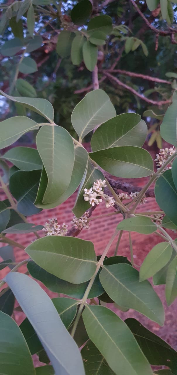 Ekebergia benguelensis