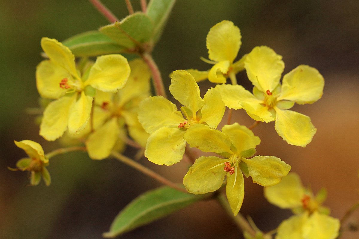 Sphedamnocarpus angolensis