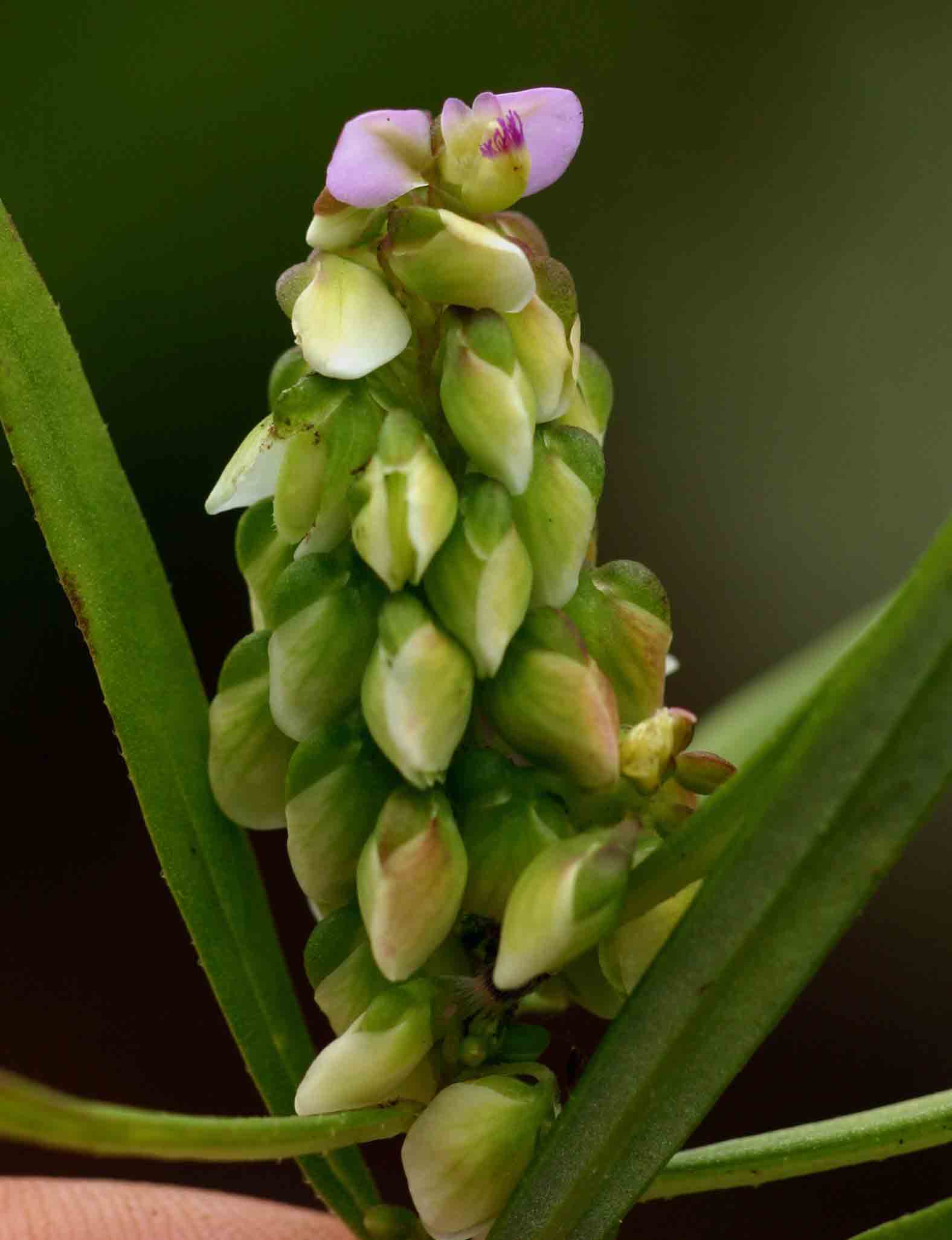 Polygala albida subsp. albida