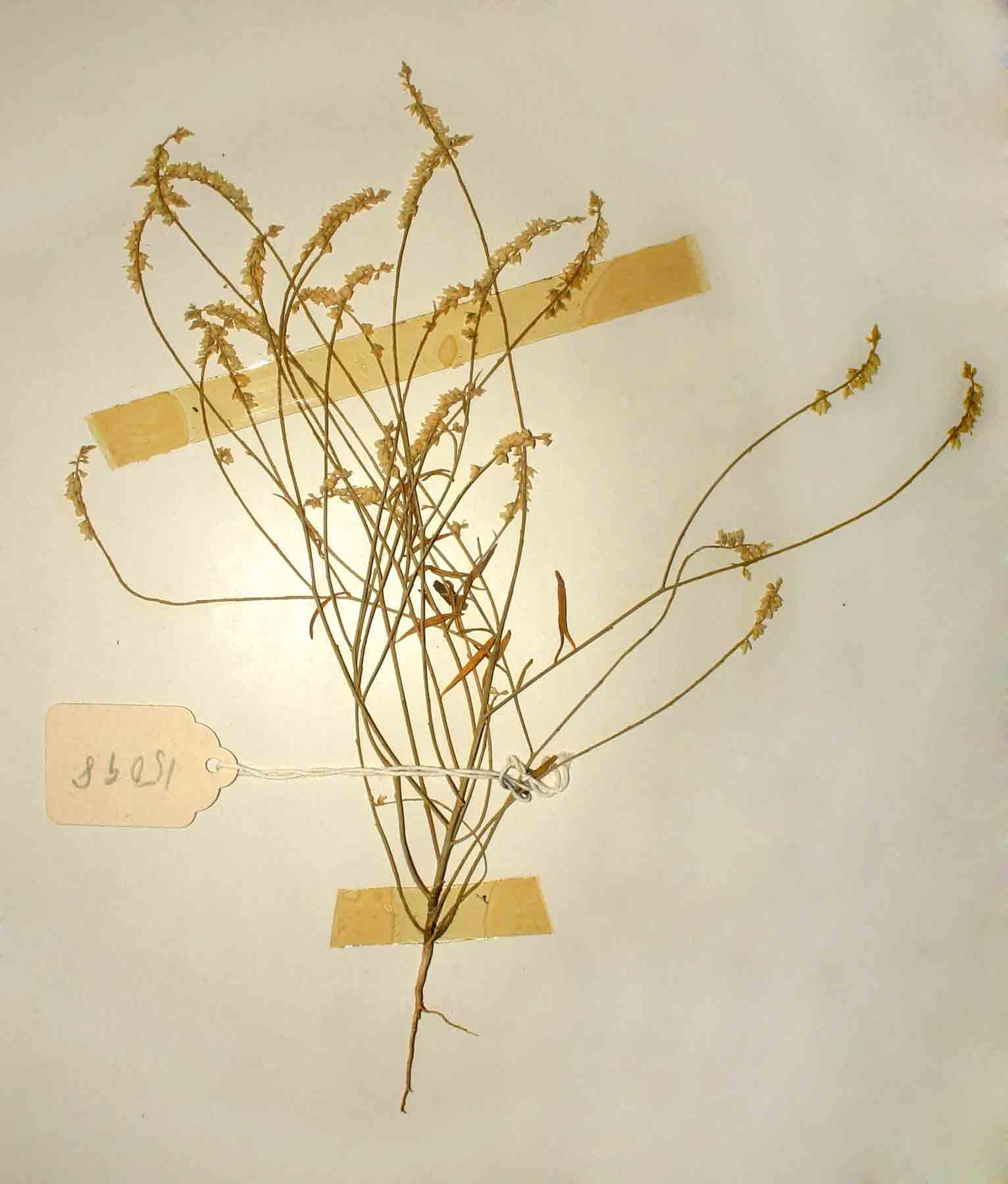 Polygala myriantha