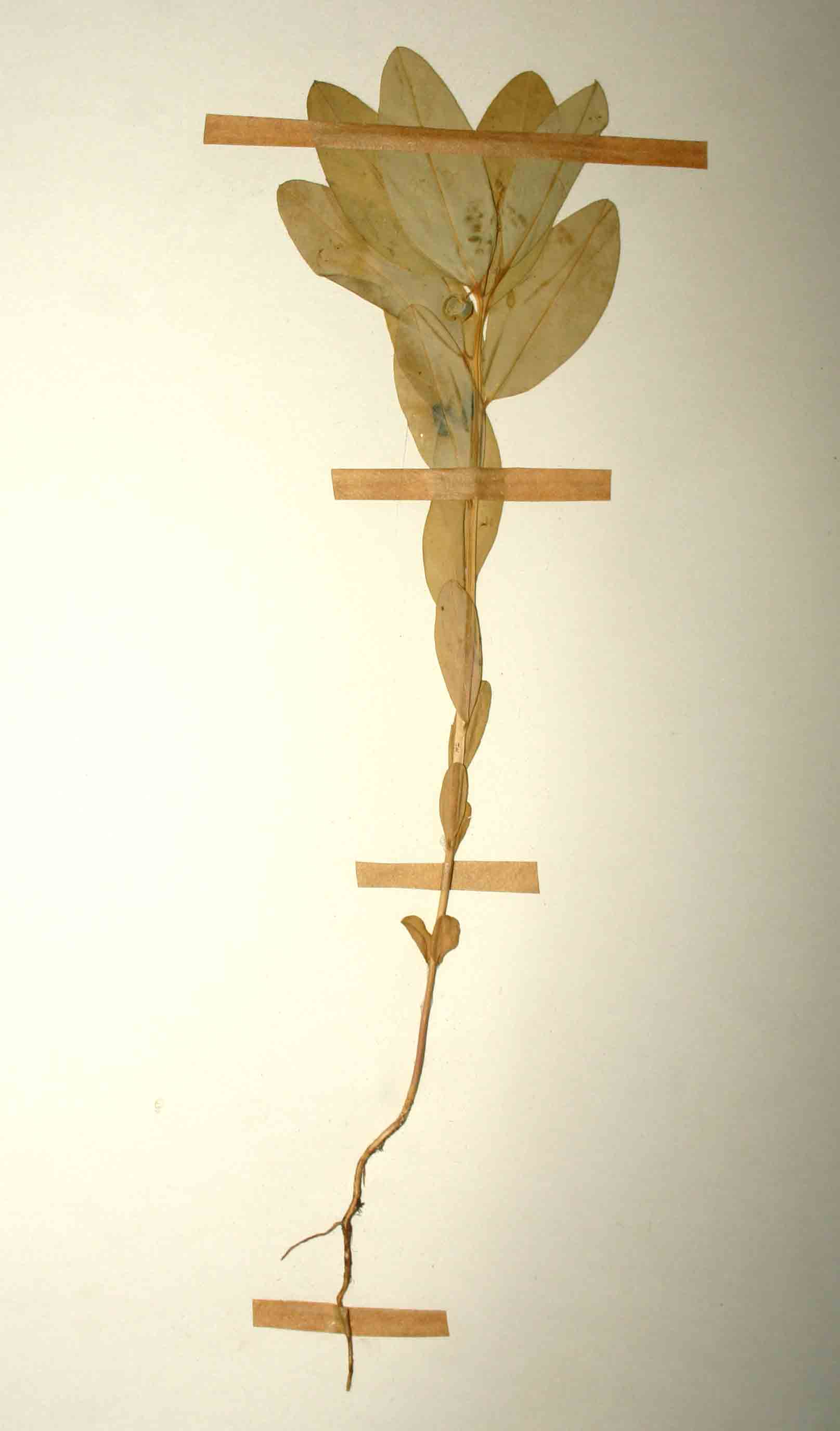 Polygala robsonii