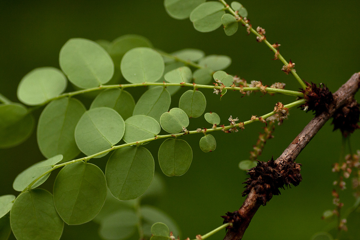 Phyllanthus engleri