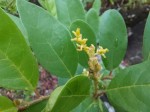 Antidesma rufescens