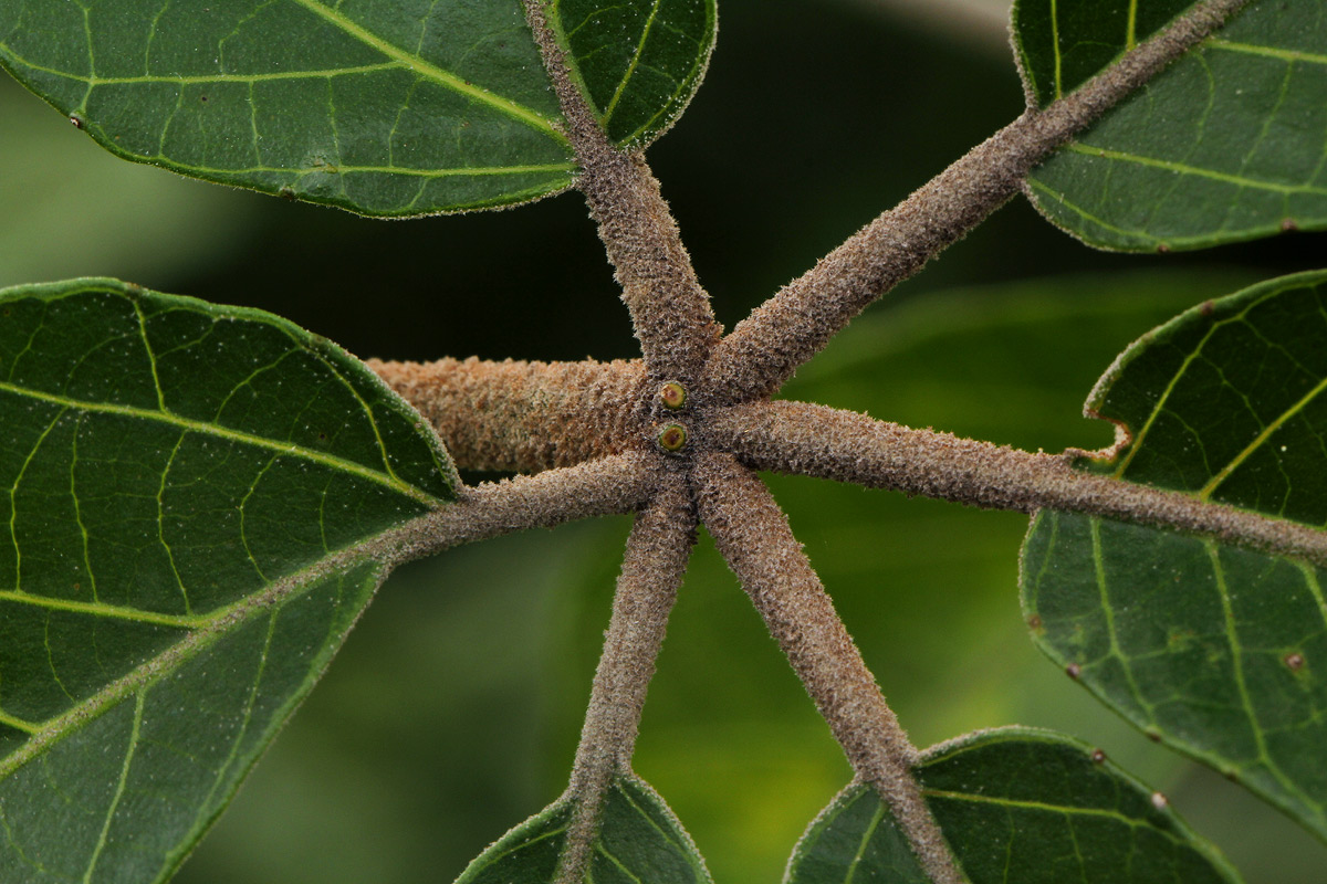 Schinziophyton rautanenii Schinziophyton rautanenii