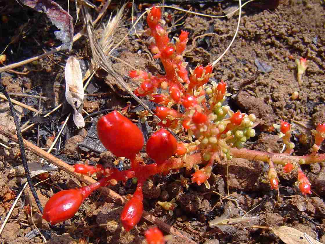 Lannea edulis