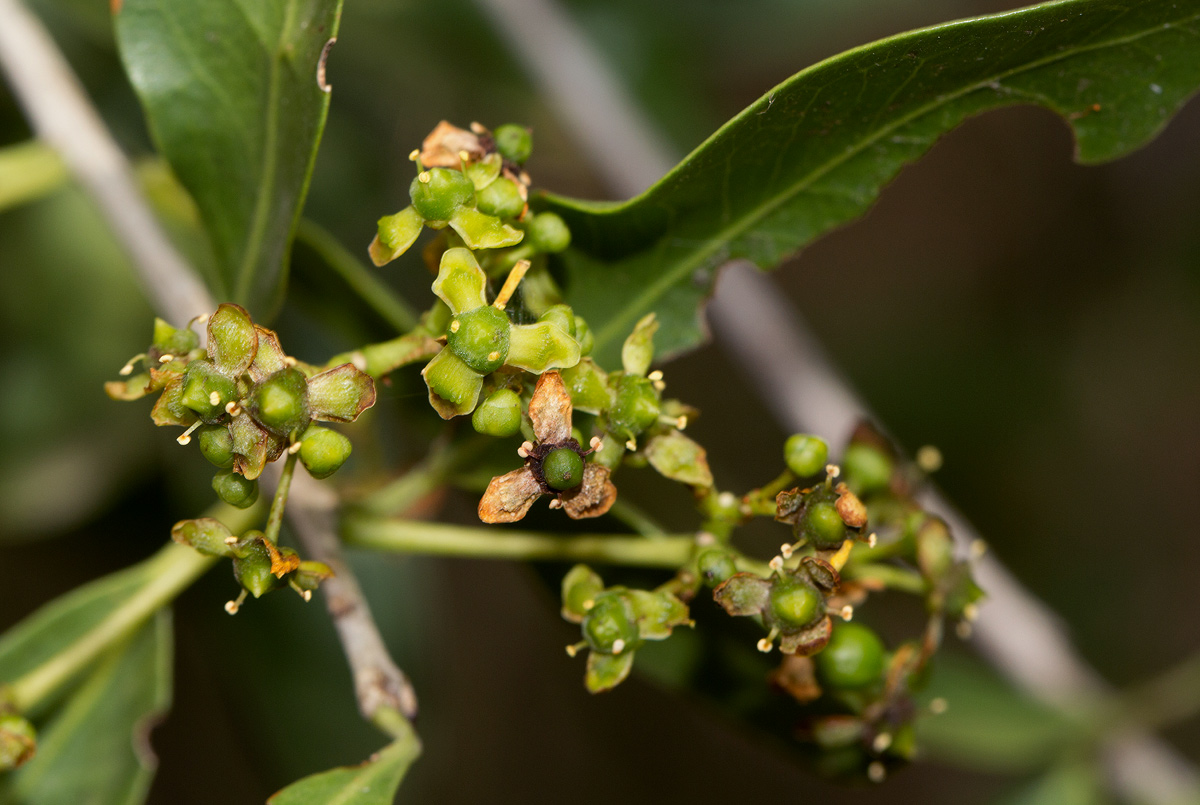 Elaeodendron transvaalense Elaeodendron transvaalense