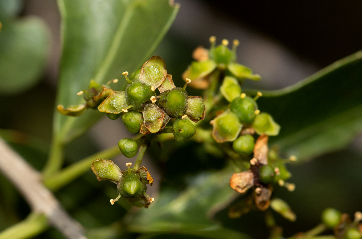 Elaeodendron transvaalense Elaeodendron transvaalense