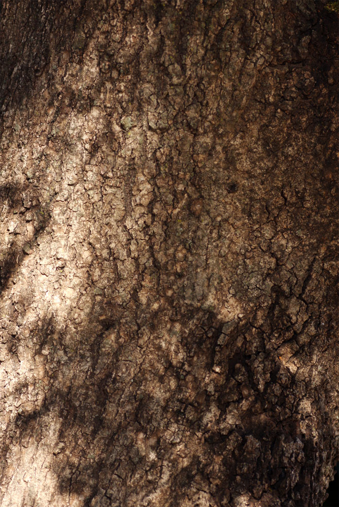 Elaeodendron transvaalense