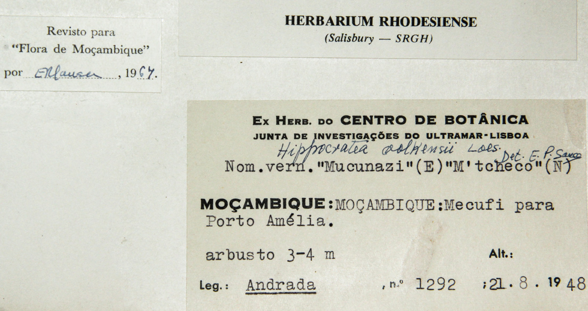 Hippocratea volkensii