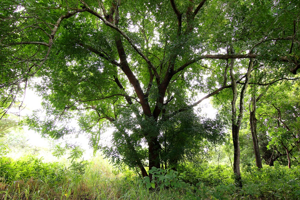 Zanha golungensis Zanha golungensis