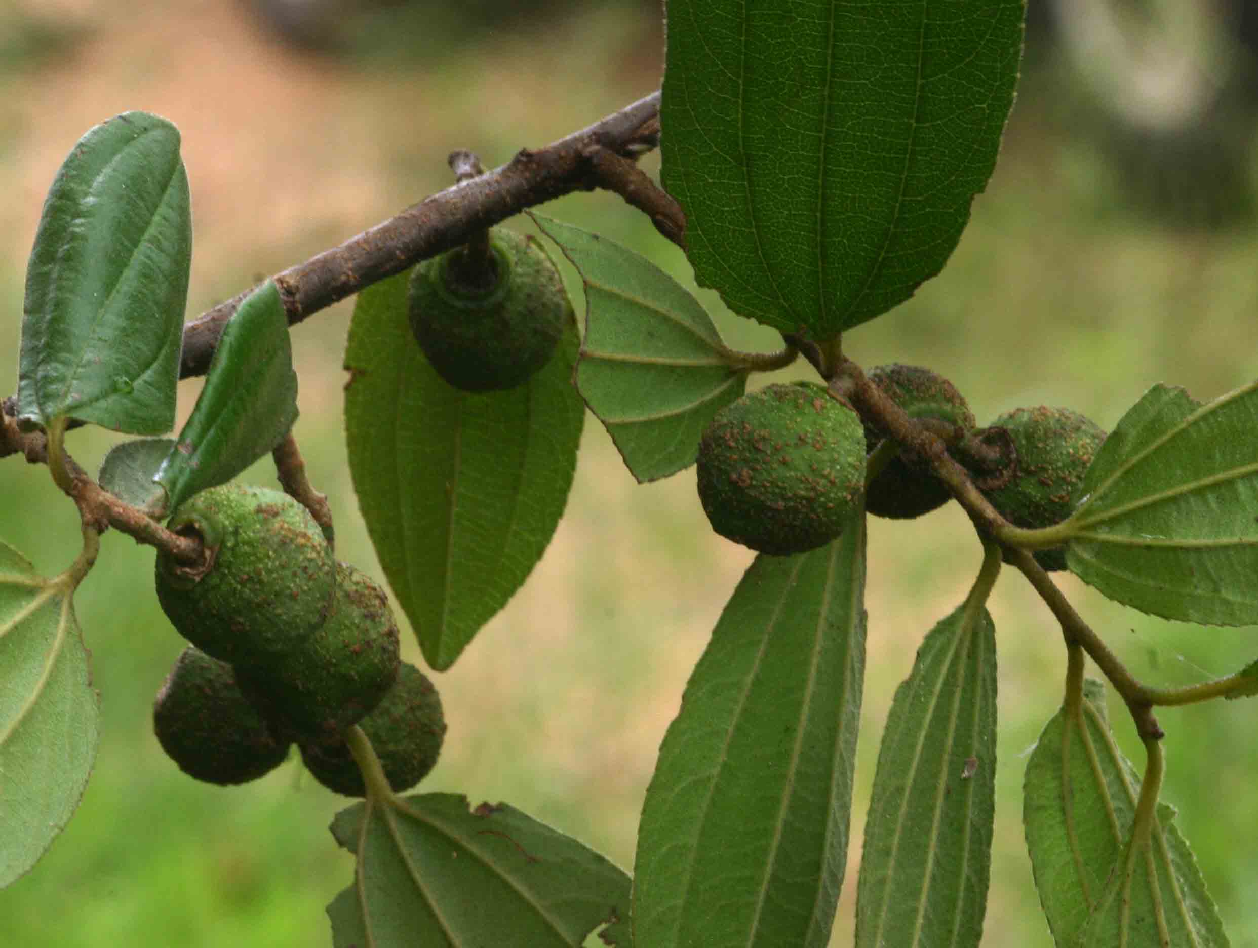 Ziziphus pubescens subsp. pubescens