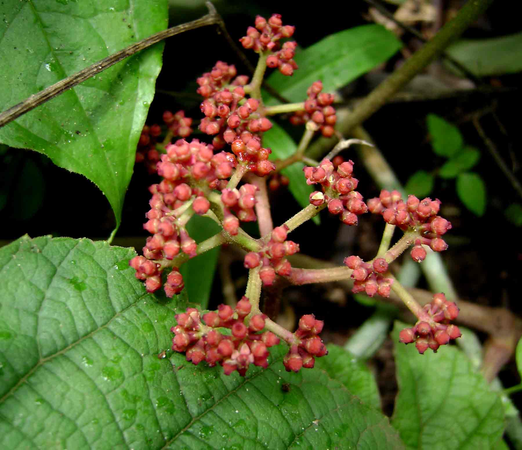 Ampelocissus africana var. africana
