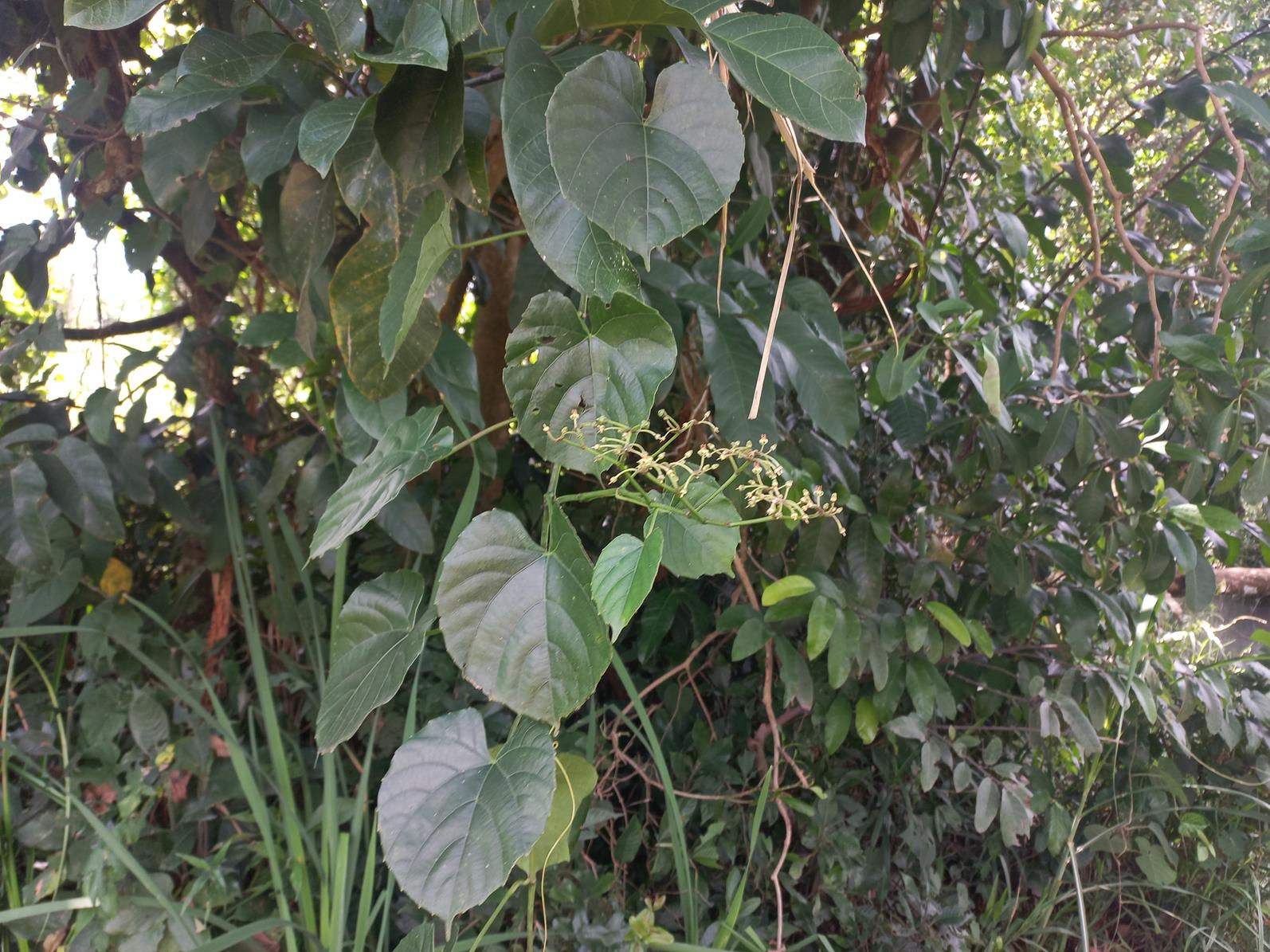Cissus petiolata Cissus petiolata