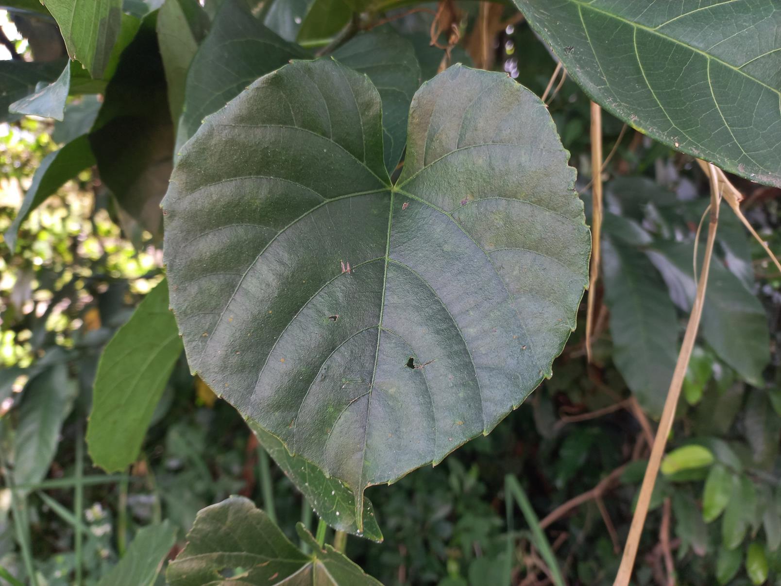 Cissus petiolata Cissus petiolata