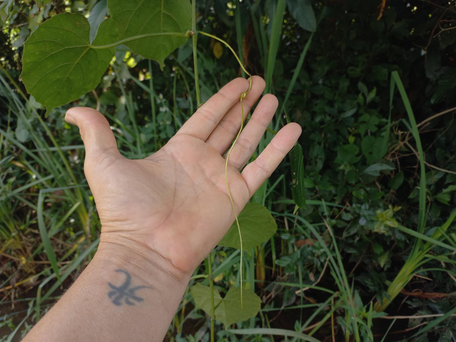 Cissus petiolata Cissus petiolata