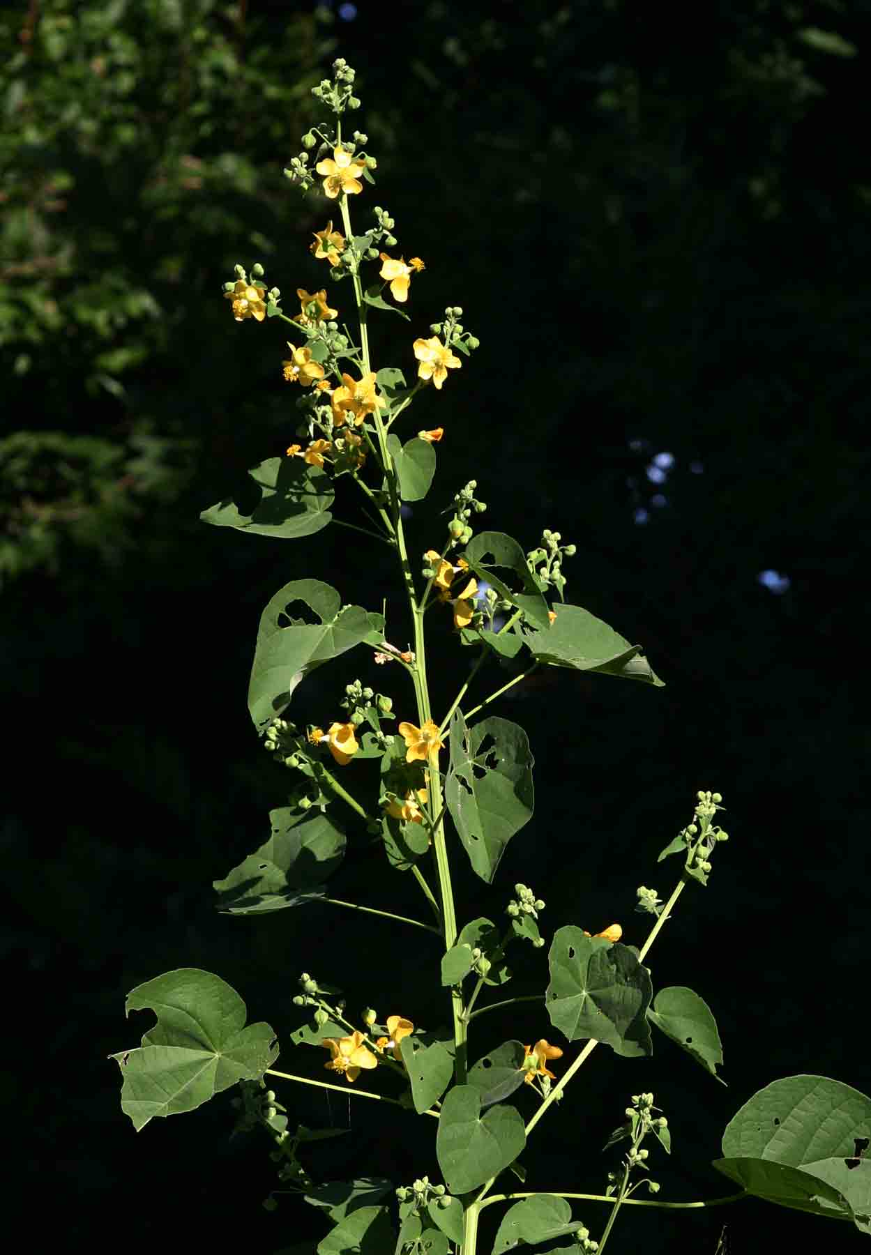 Abutilon angulatum var. angulatum