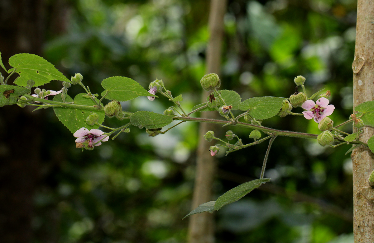 Abutilon longicuspe