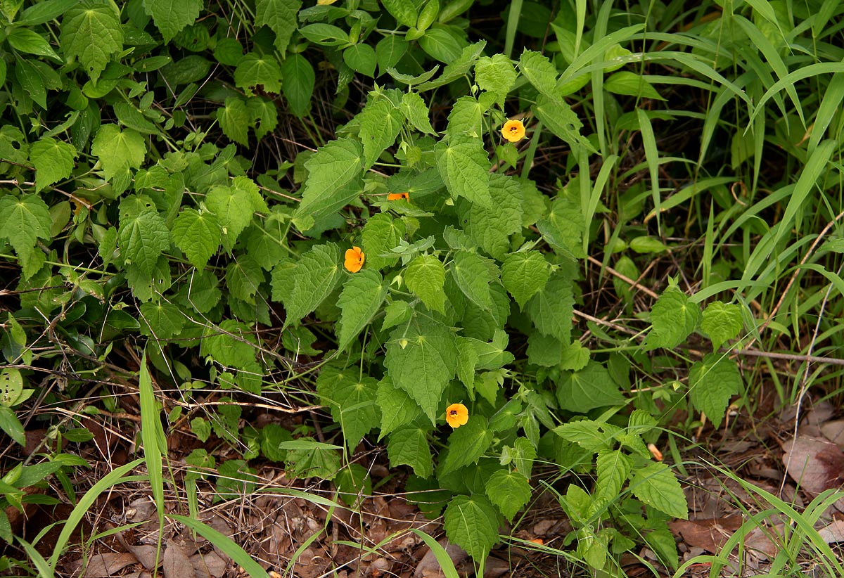 Pavonia burchellii