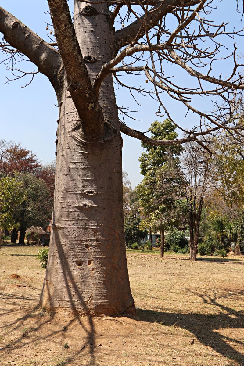 Adansonia digitata Adansonia digitata
