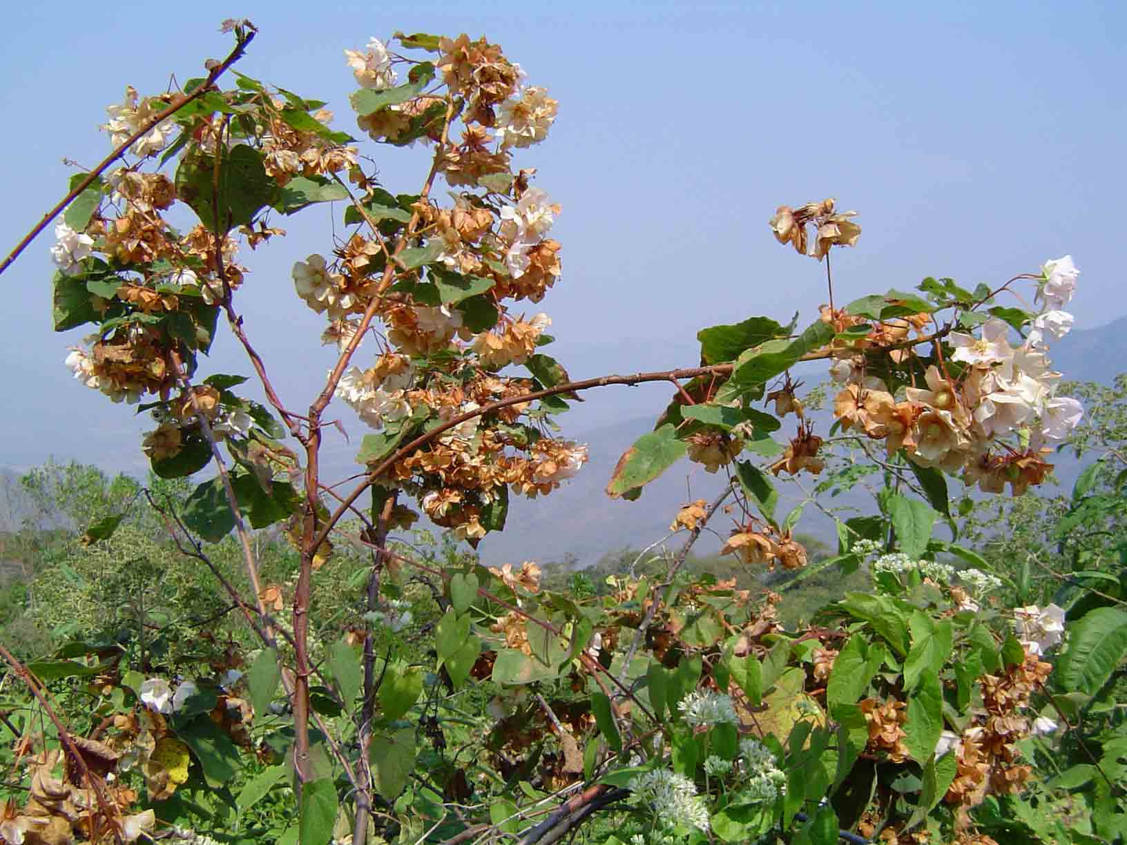 Dombeya burgessiae
