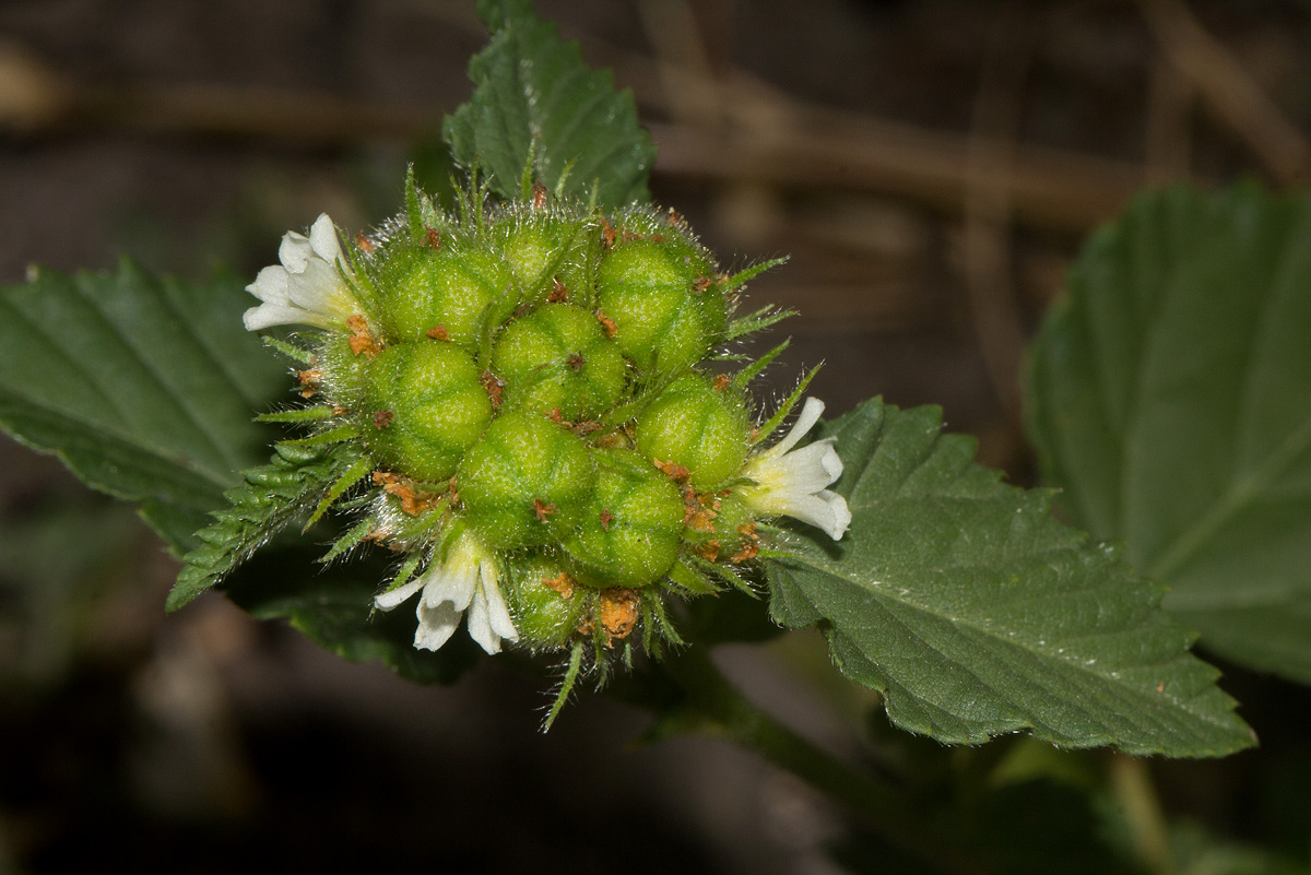 Melochia corchorifolia