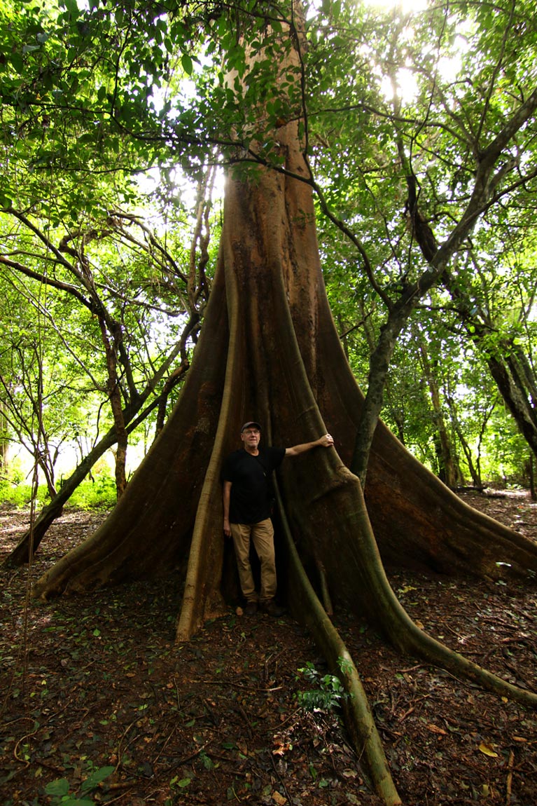 Sterculia appendiculata Sterculia appendiculata
