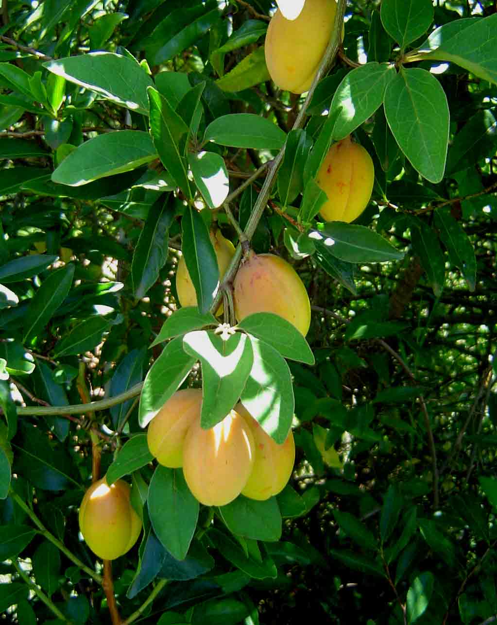 Adenia digitata