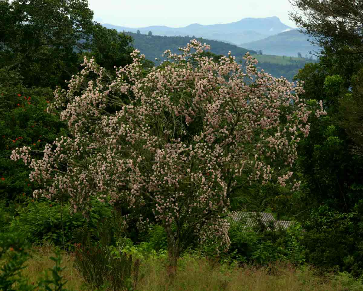 Dais cotinifolia