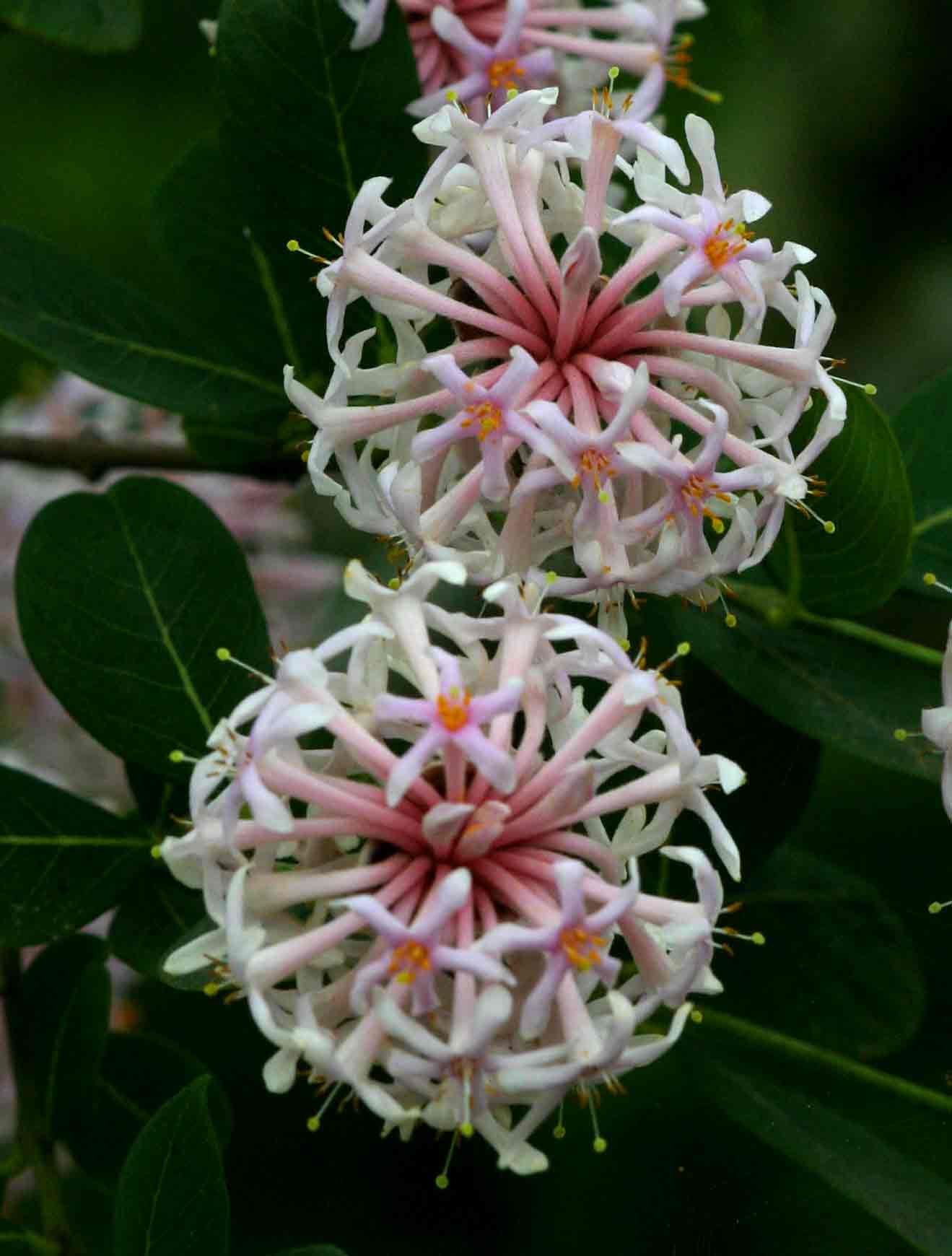 Dais cotinifolia