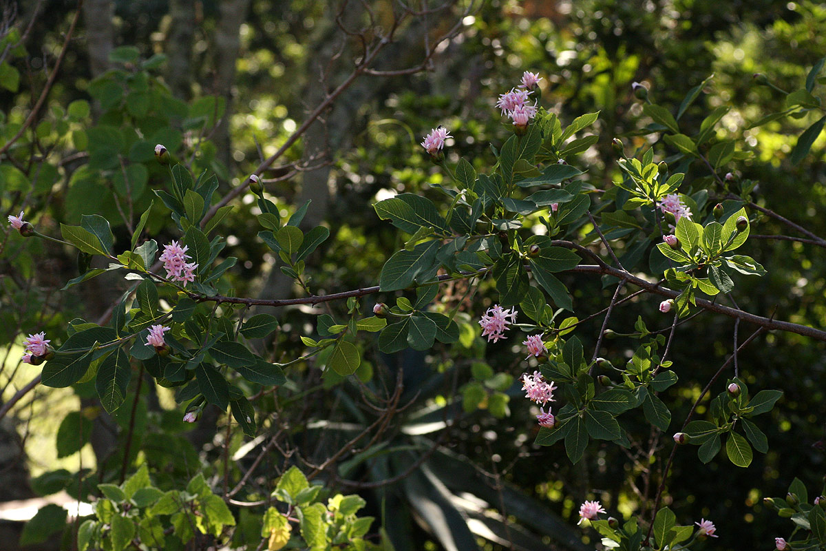 Dais cotinifolia